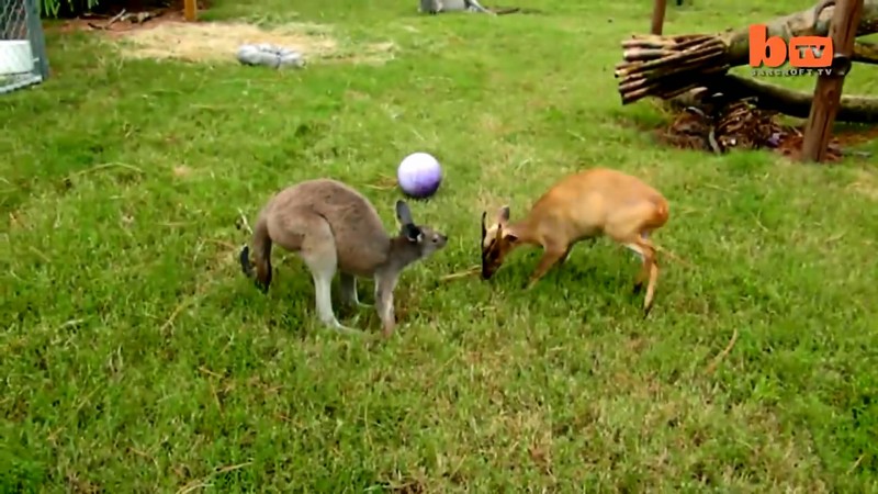 Animal Best Friends- Lemurs, Kangaroos & Deer