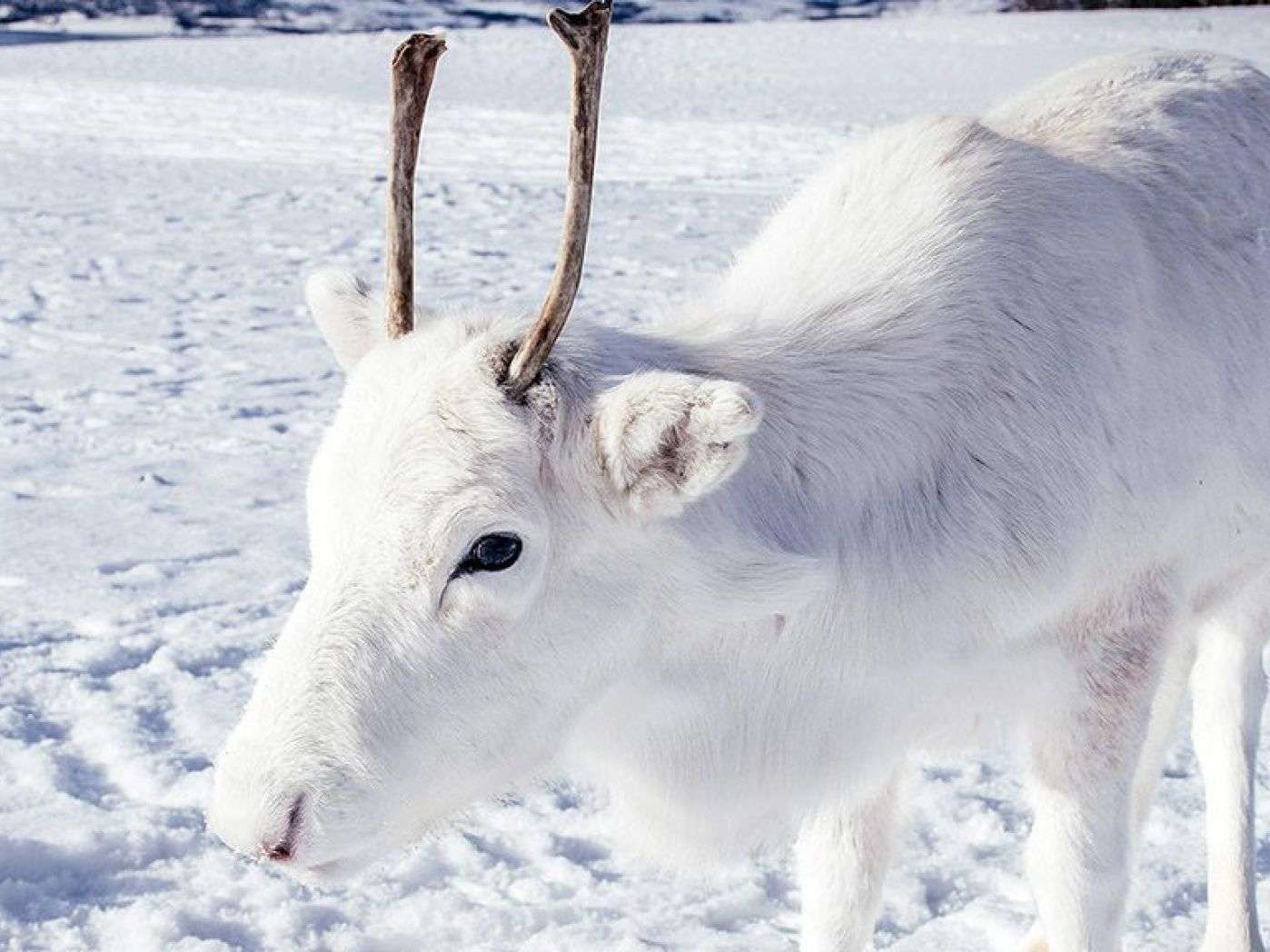 Photographer spots rare white reindeer