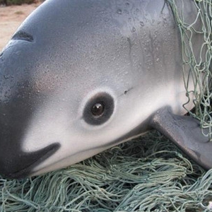 Marine Mammal Is on the Verge of Extinction