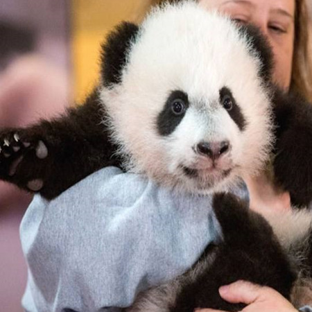 Giant Panda Bao Bao Prepares for China Move