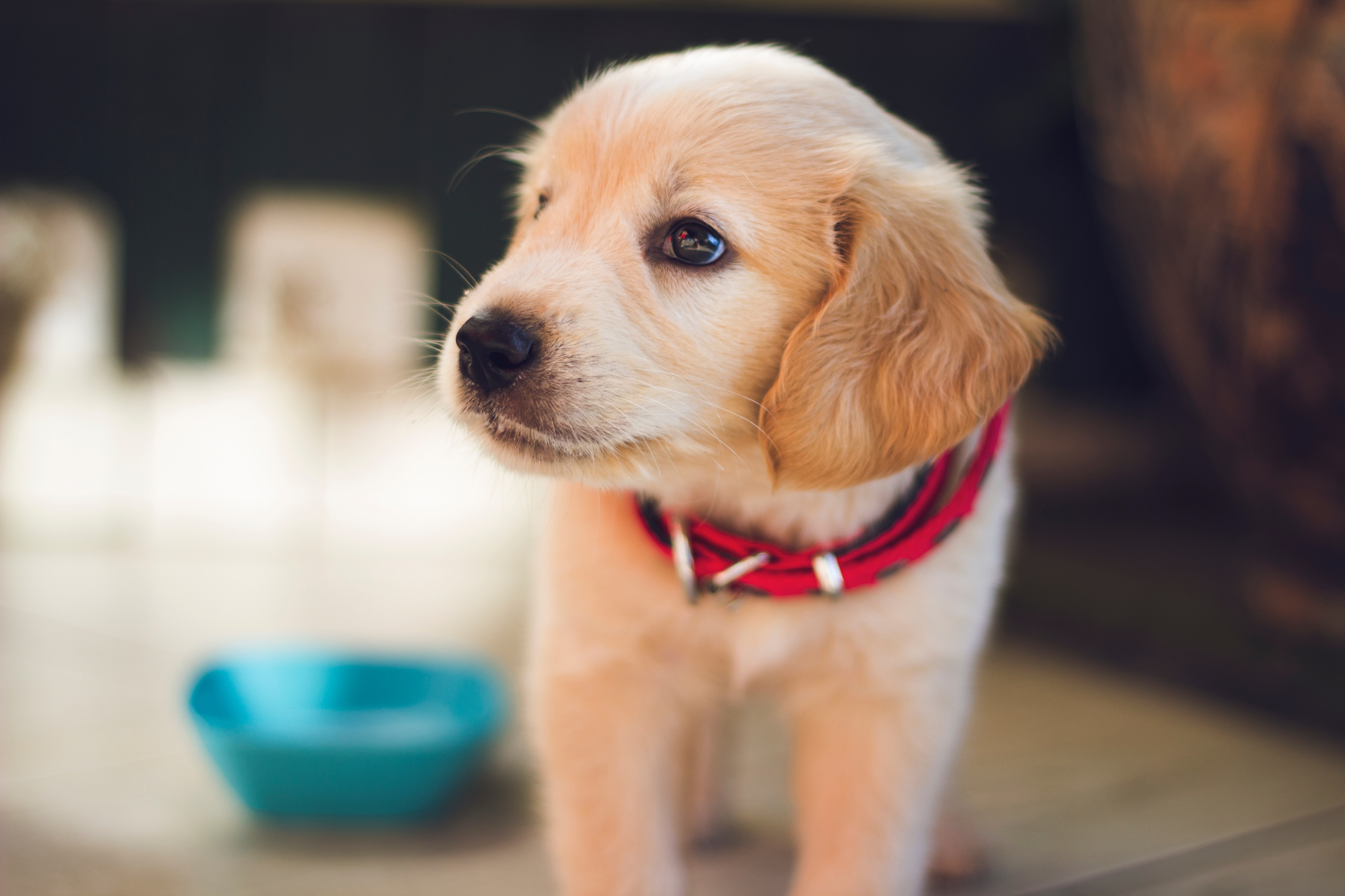 Is owning a dog good for your health?