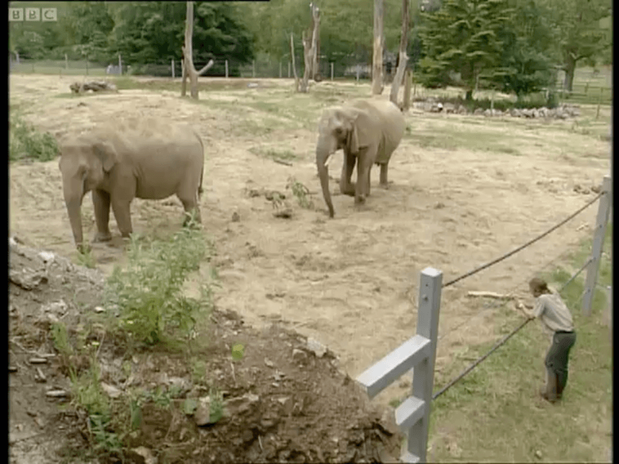 Testing Elephants Intelligence