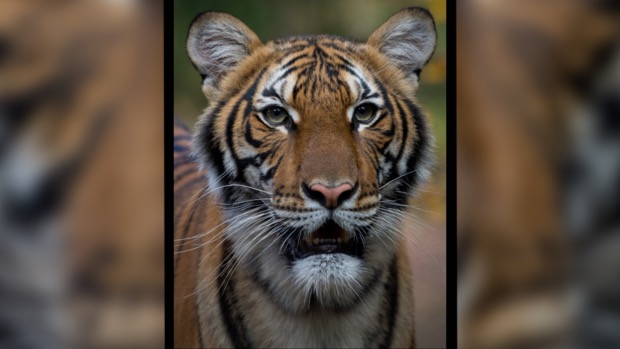 美国纽约一动物园老虎感染新冠病毒