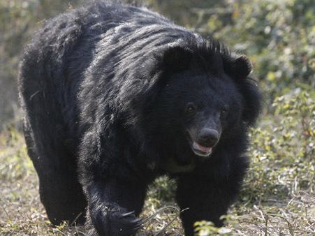 女子路遇野生黑熊被抱住淡定自拍，感动吗？不敢动！