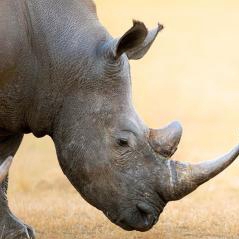 South Africa Proposes Legalizing Limited Trade in Rhino Horn