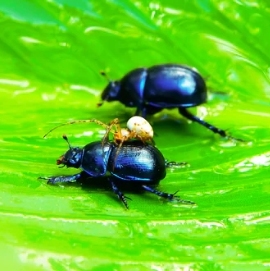 新发现:甲虫利用“肠道黏液”来保护食物
