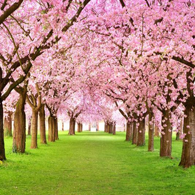 Cold Weather Limiting Washington's Cherry Blossoms