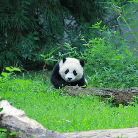 练习 | The Panda Bao Bao Went Back to China