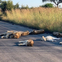 新冠期间非洲野生动物的保护更加艰难