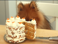 Carrot Cake For Dogs