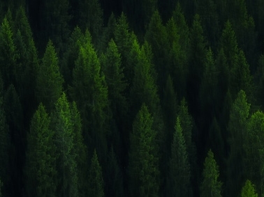 新疆从2021年开始造林