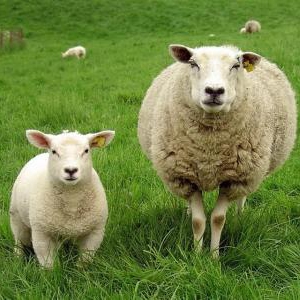 Sheep Can Recognize Human Faces