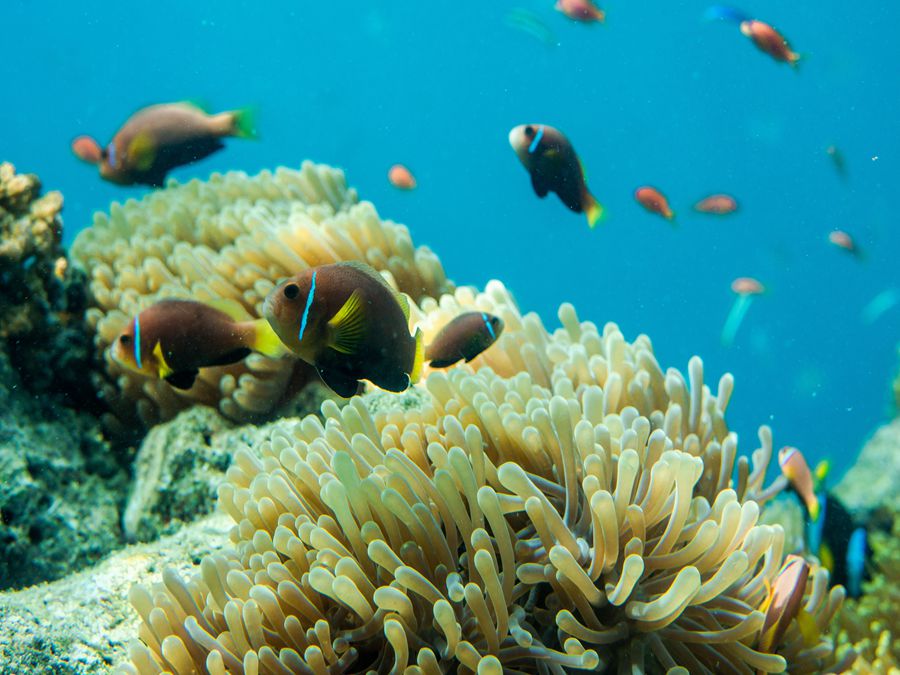 珊瑚礁有助于保护全球经济