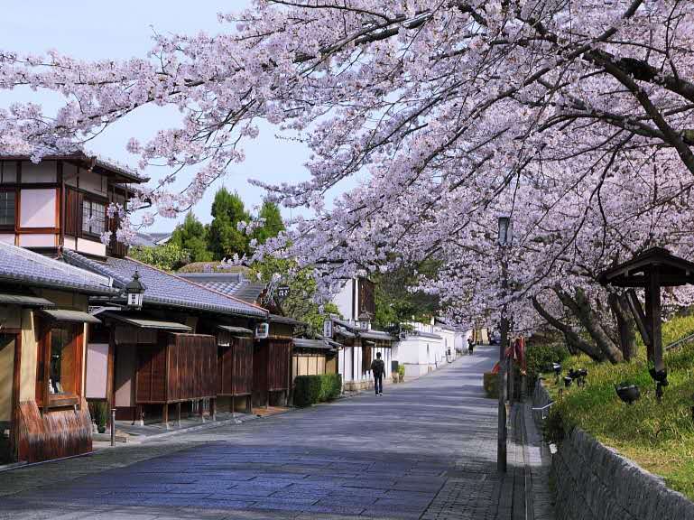日本取消赏樱活动，武汉大学在线赏樱获赞