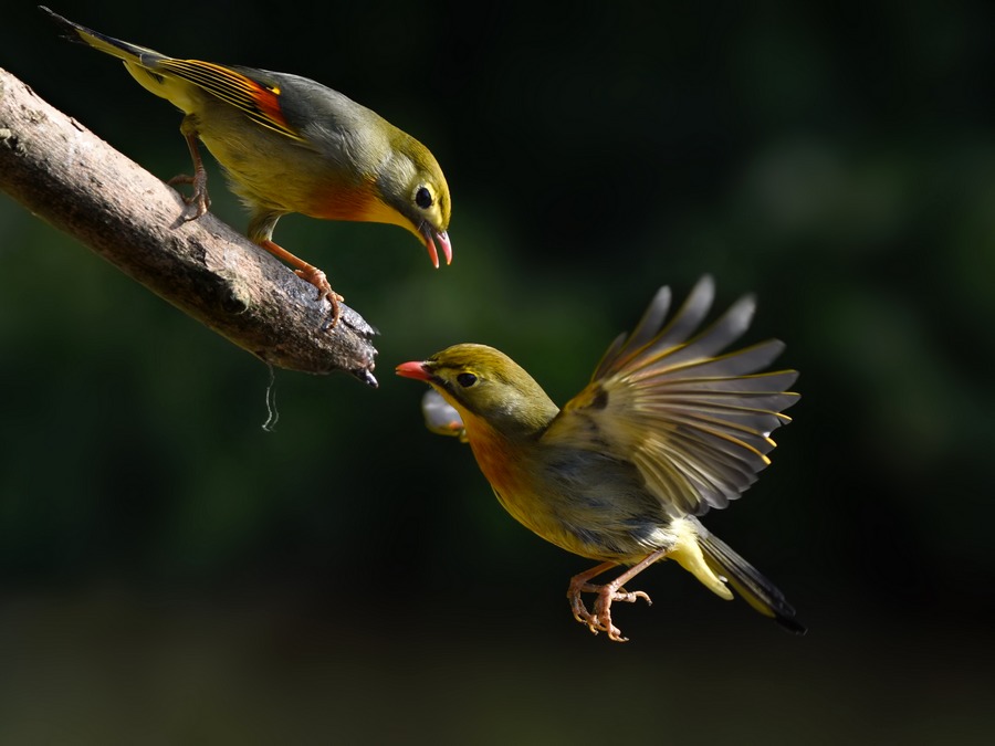 疫情封城期间鸟类叫声更低，沟通更顺畅