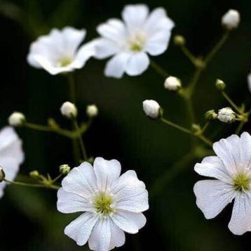 Reduction of Bio-diversity Leads to Early Blossom